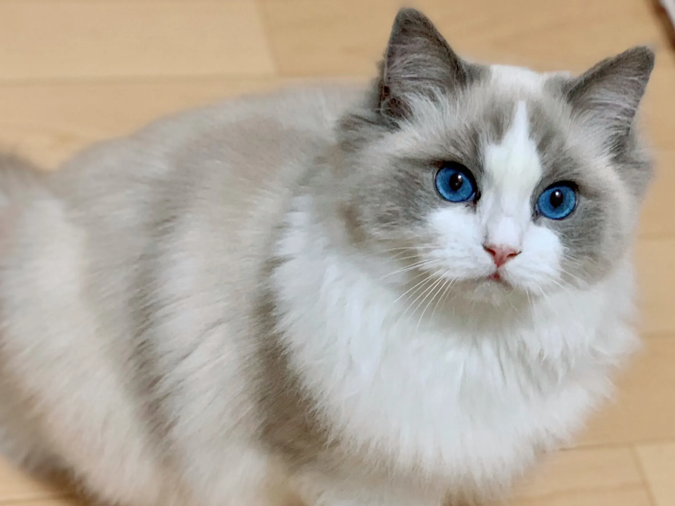 猫 ブリーダー ラグドール：健康で愛らしい子猫に出会うための【究極】チェックリスト